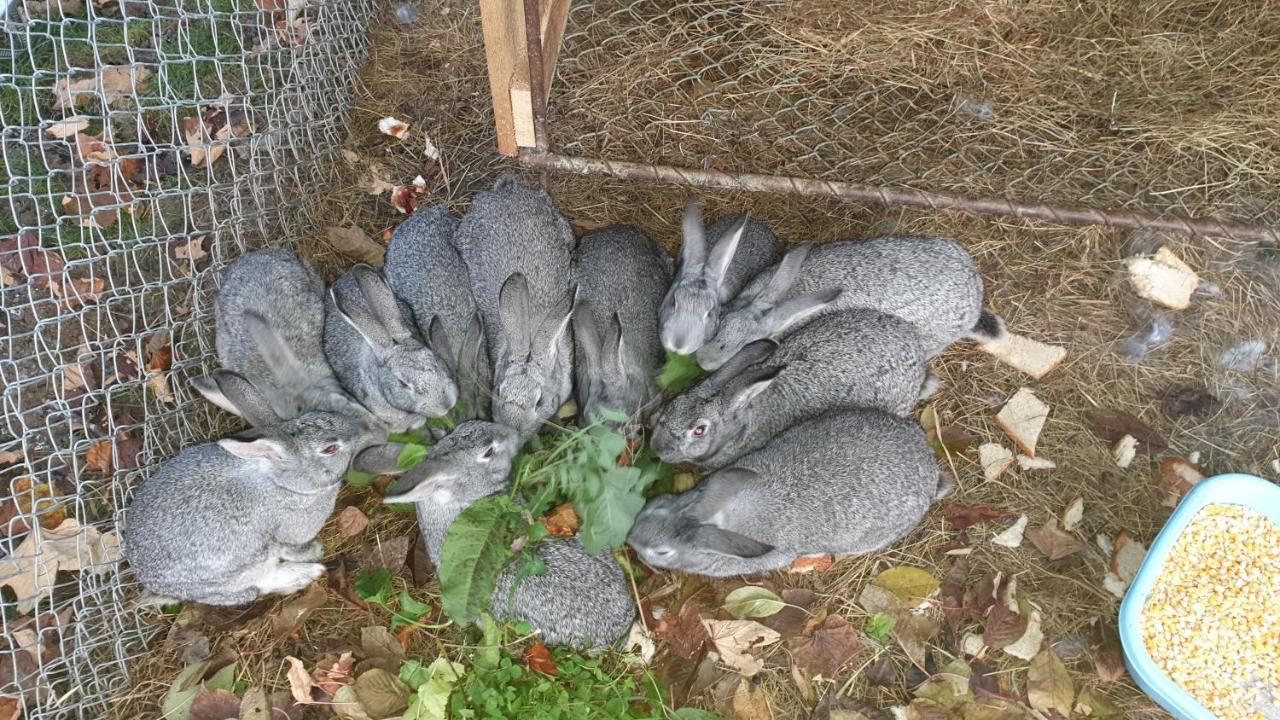 Pensiunea Agroturistica Cerna, Vaideeni, Valcea エクステリア 写真